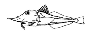 Familia Peristediidae.jpg